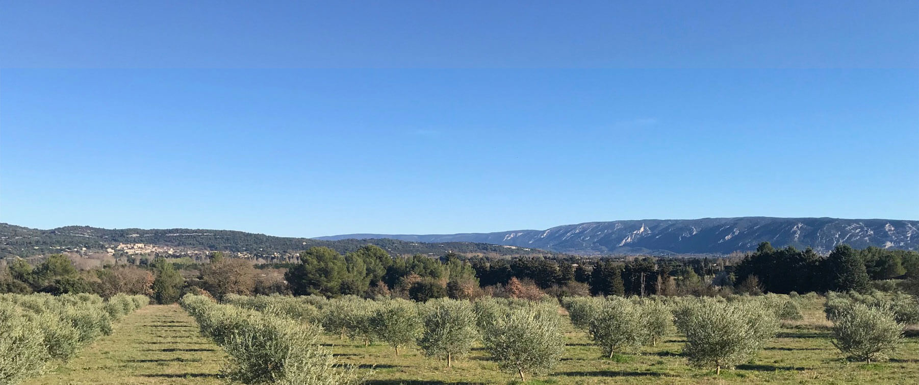 Domaine Leos Isle Sur La Sorgue Adresse Olivier / Domaine de LEOS Patrick Bruel - Produits naturels, Soins Huile  d'Olive