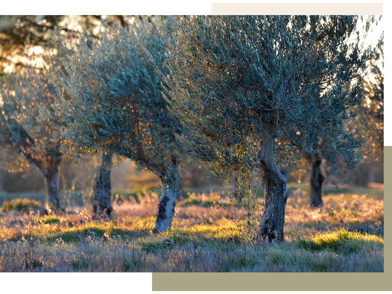 oliviers dans le Domaine de LEOS en Provence